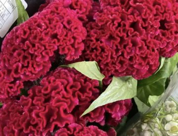 Посмотрим и на отдел Срезанных цветов!